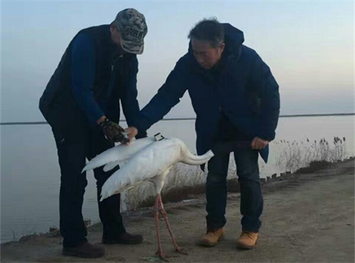 球王会,湖南野生动物追踪,湖南卫星追踪器,湖南追踪器 球王会,湖南野生动物追踪,湖南卫星追踪器,湖南追踪器