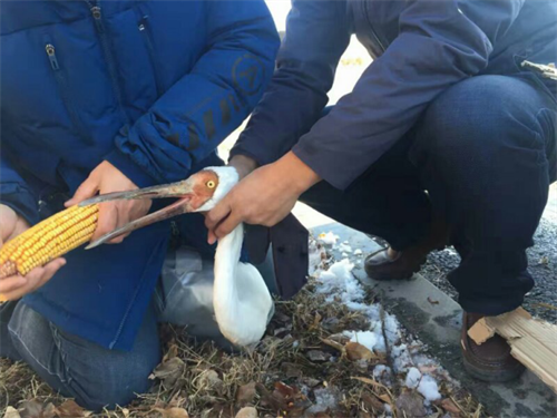 球王会,湖南野生动物追踪,湖南卫星追踪器,湖南追踪器 球王会,湖南野生动物追踪,湖南卫星追踪器,湖南追踪器