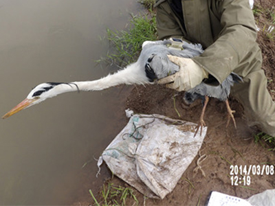 球王会,湖南野生动物追踪,湖南卫星追踪器,湖南追踪器