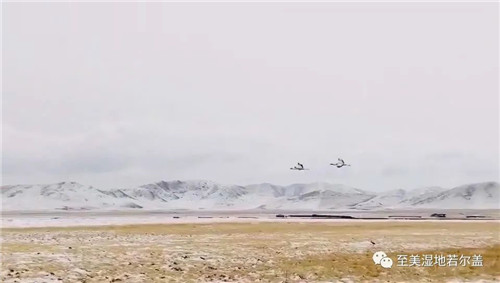 球王会,湖南野生动物追踪,湖南卫星追踪器,湖南追踪器