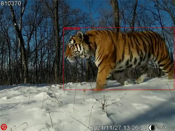 球王会,湖南野生动物追踪,湖南卫星追踪器,湖南追踪器