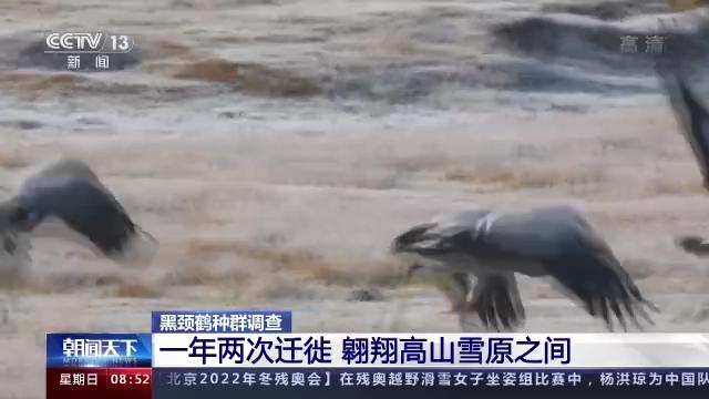 球王会,湖南野生动物追踪,湖南卫星追踪器,湖南追踪器