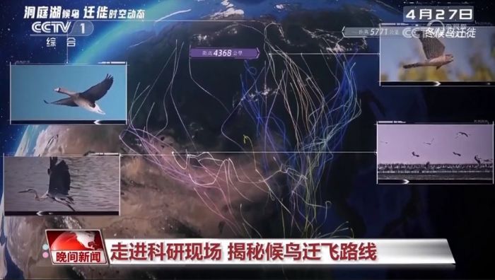 球王会,湖南野生动物追踪,湖南卫星追踪器,湖南追踪器